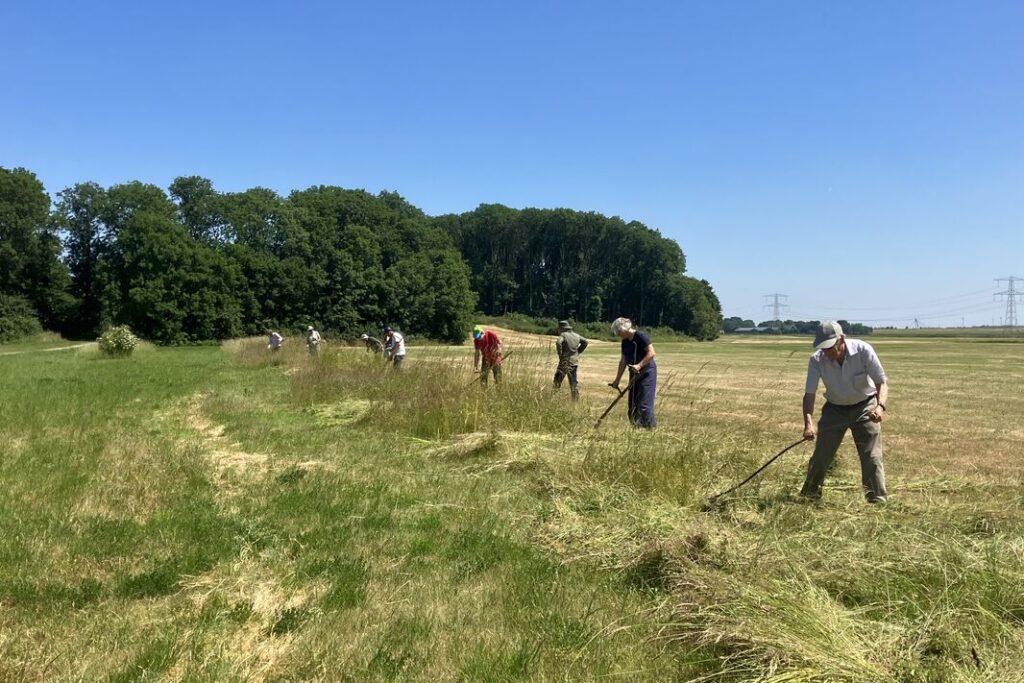 Een veld waar meerdere mensen aan het zeisen zijn in het zonnetje