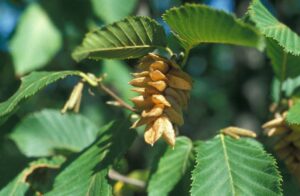 blad en vrucht van haagbeuk
