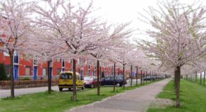 Kersenbomen met bloesem langs een wandelpad