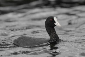 een zwarte watervogel met witte bles en snavel in het water